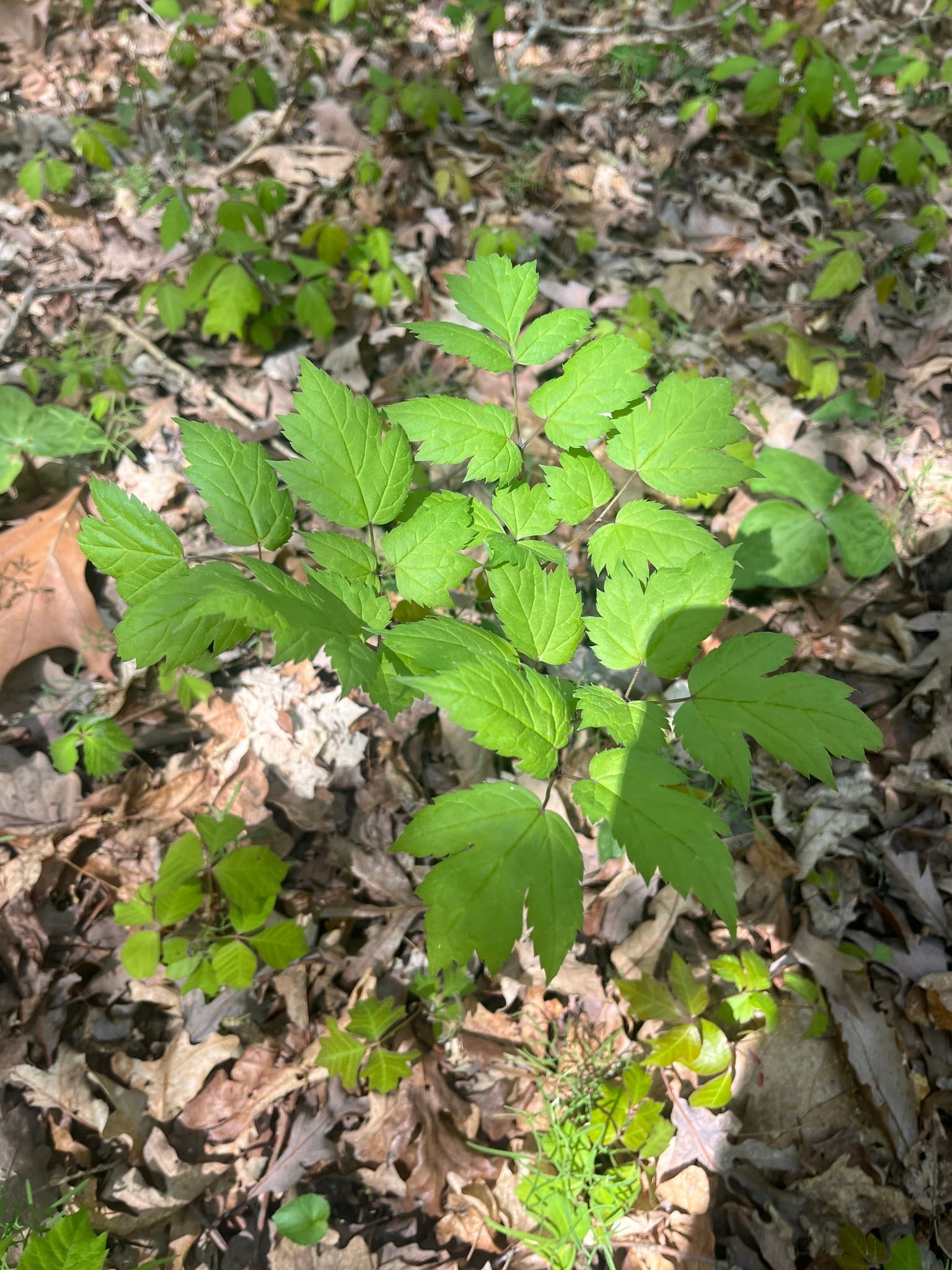 Black Cohosh