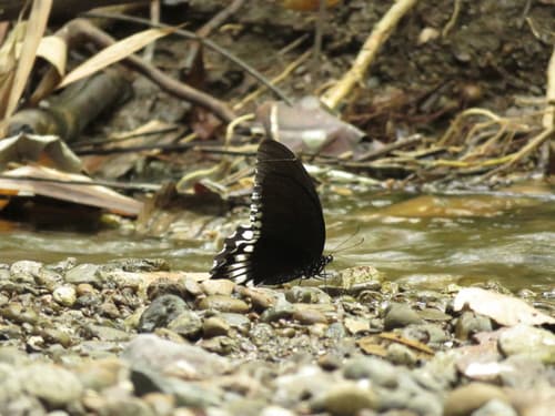 Jordan's Swallowtail