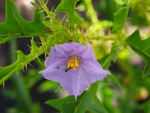 Solanum leopoldense