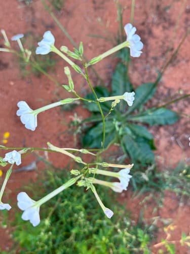 Nicotiana rosulata