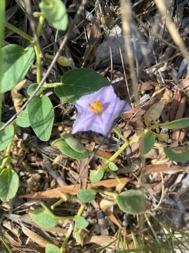 Solanum medicagineum