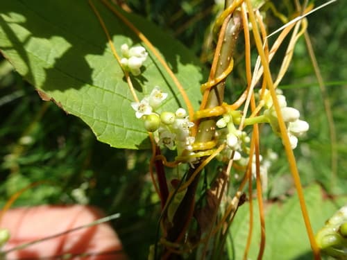 Acadian Dodder