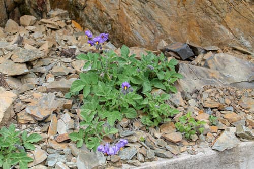 Solanum candolleanum