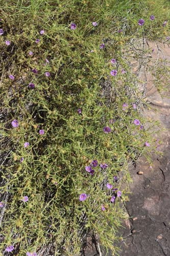 Solanum cataphractum