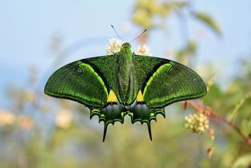 Golden Kaiser-i-Hind