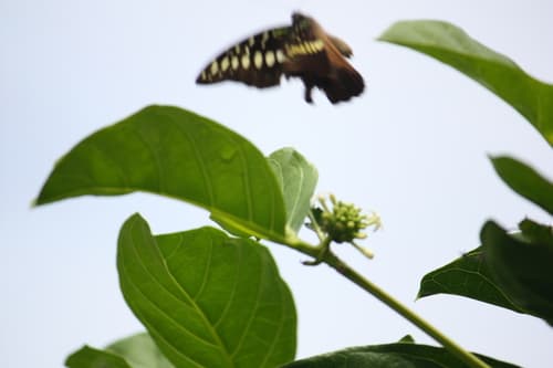 Graphium hicetaon