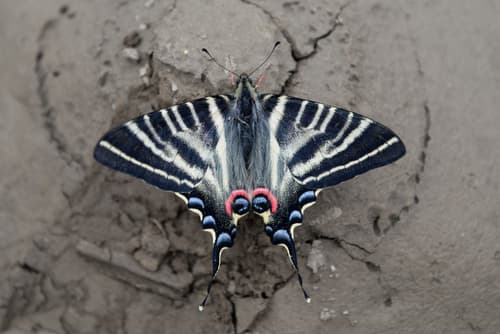 Chinese Scarce Swallowtail