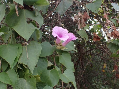 Argyreia onilahiensis