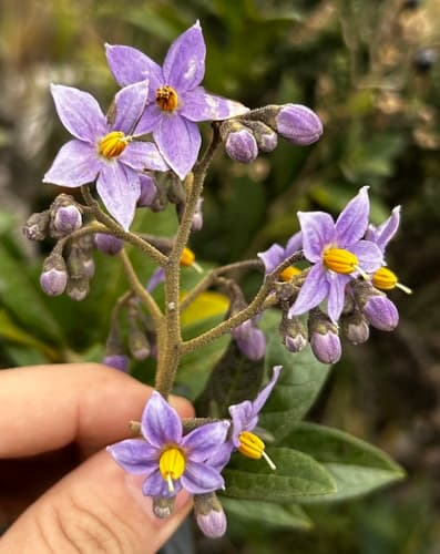 Solanum cutervanum