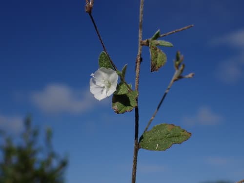 Seddera madagascariensis