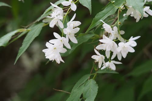 Deutzia maximowicziana