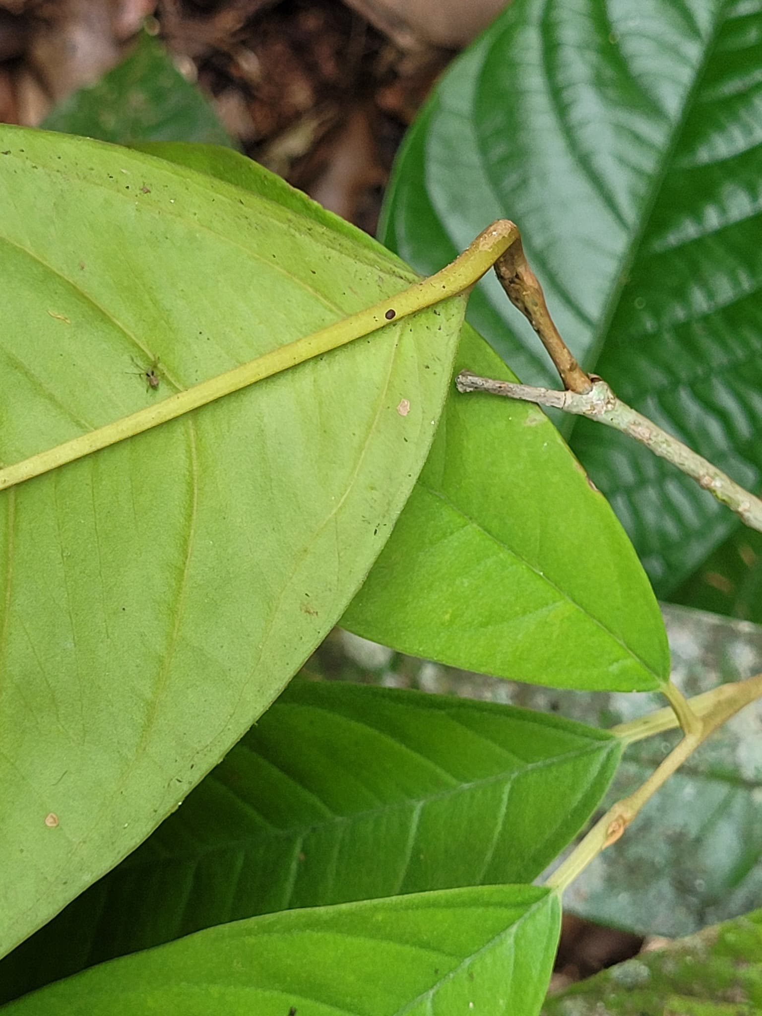 Dicranostyles yrypoana