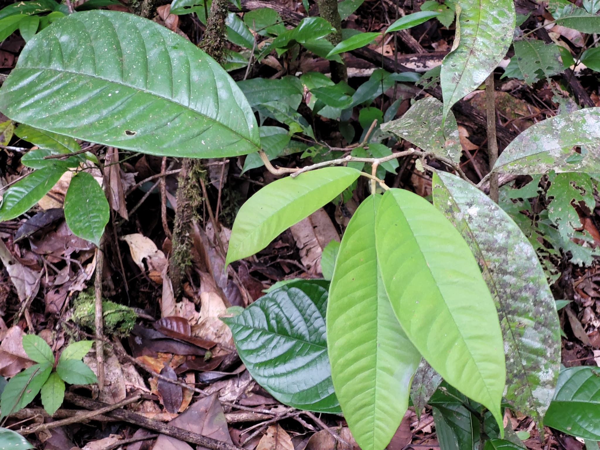 Dicranostyles yrypoana