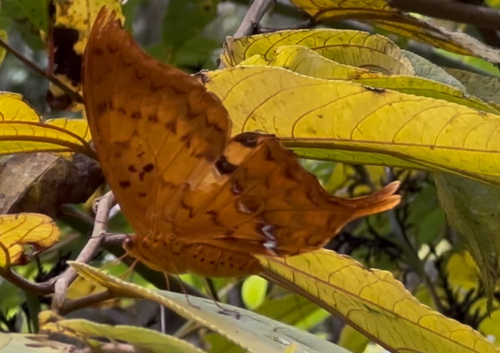 Gyas Hooked Swallowtail