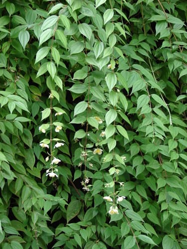 Philadelphus karwinskyanus