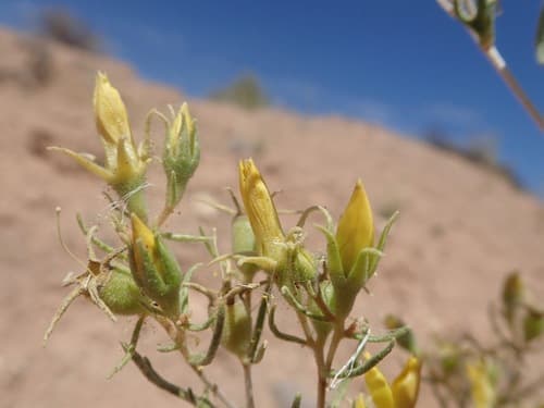 Paradox Valley Blazingstar