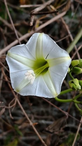 Ipomoea marcellia