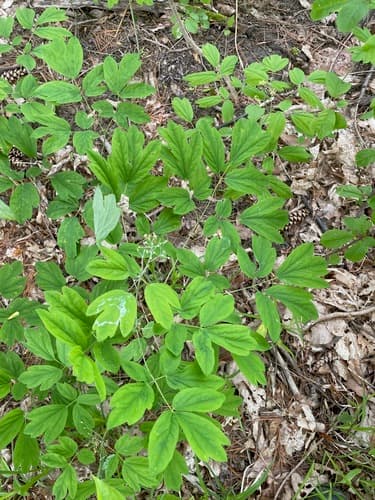 Blue Cohosh