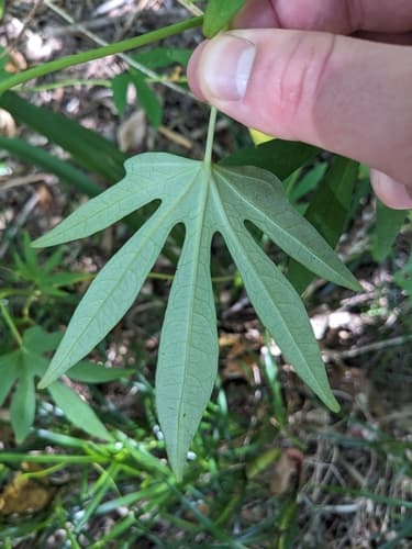 Forest Morning Glory