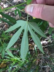 Forest Morning Glory