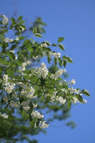 Philadelphus zhejiangensis