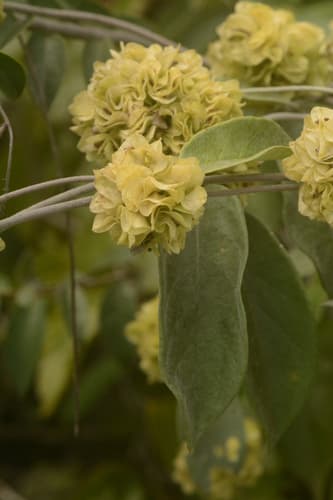 Calycobolus lanulosus