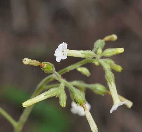 Nicotiana amplexicaulis