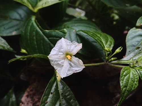 Lycianthes venturana