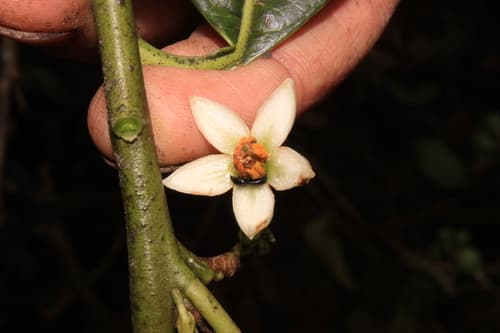Solanum humboldtianum