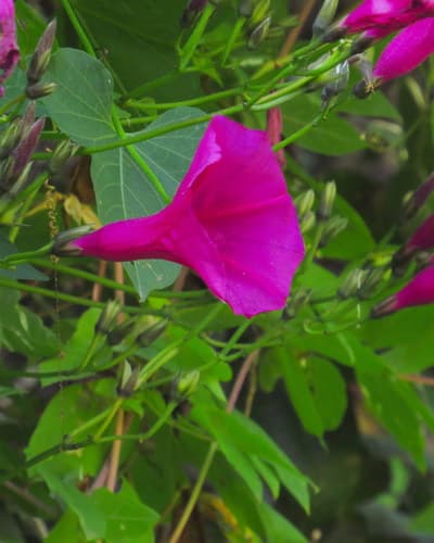 Ipomoea calcicola