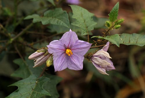 Solanum richardii