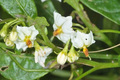 Solanum caesium
