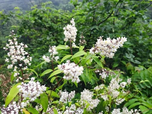 Deutzia ningpoensis