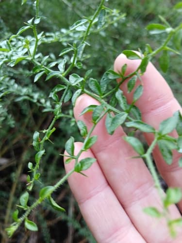 Anthocercis sylvicola