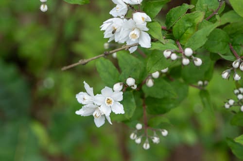 Clustered Deutzia