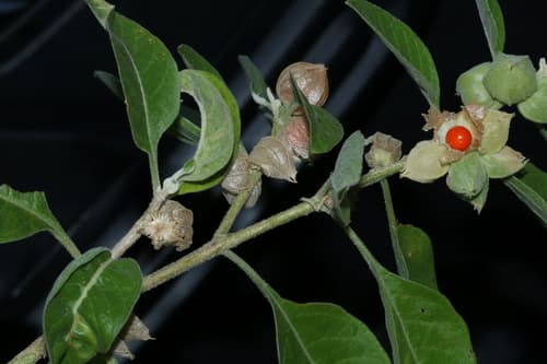 Ashwagandha