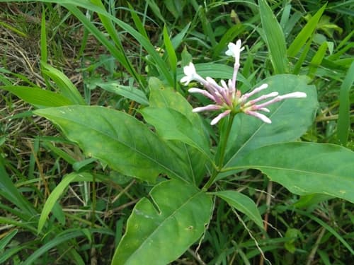 Indian Snakeroot