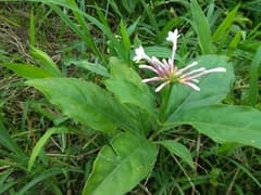 Indian Snakeroot