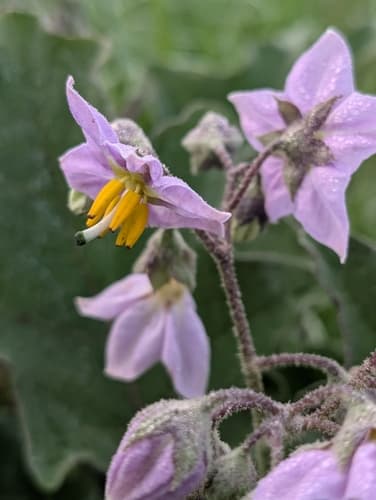Ochlockonee Groundcherry