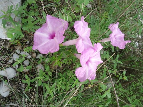 Ipomoea leonensis