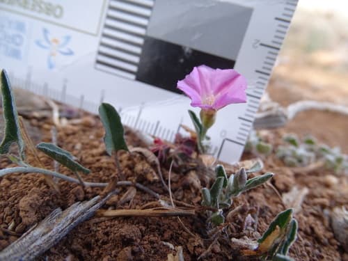 Convolvulus microsepalus