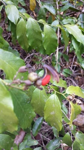 Bonamia alternifolia