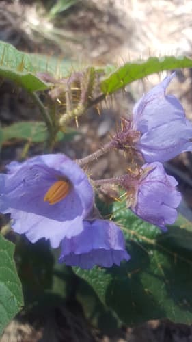 Solanum campanulatum