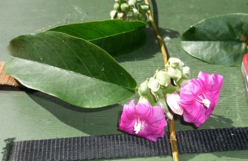 Argyreia reinwardtiana