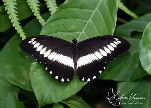 Not a Medicinal Plant (Papilio filaprae)