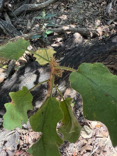 Solanum sporadotrichum
