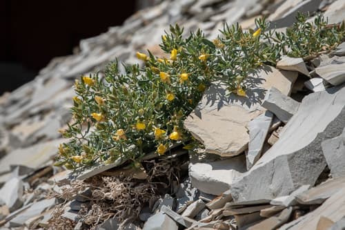 Roan Cliffs Blazingstar
