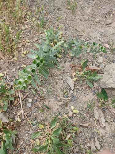 Hyoscyamus squarrosus