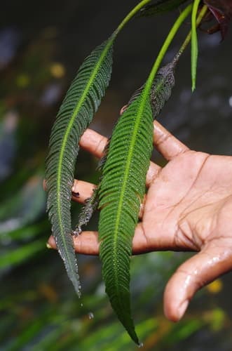 Hydrostachys plumosa