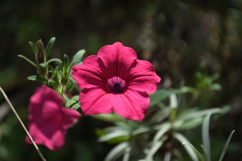 Petunia reitzii